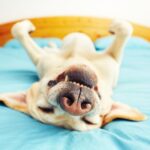 "Smiling" dog napping on bed